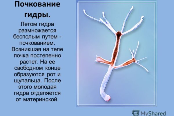 Ссылка на кракен в браузере