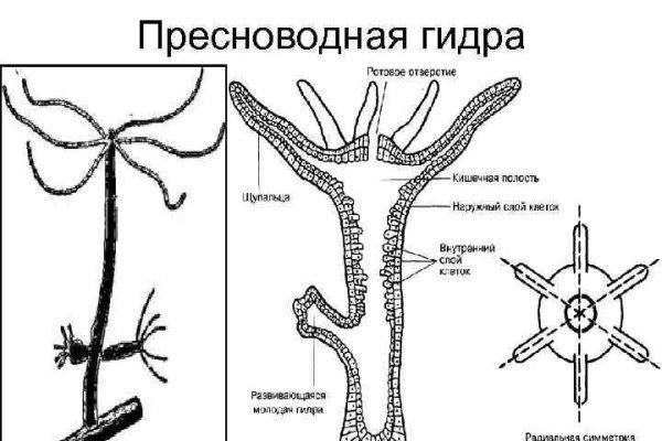 Как зайти на кракен через браузер